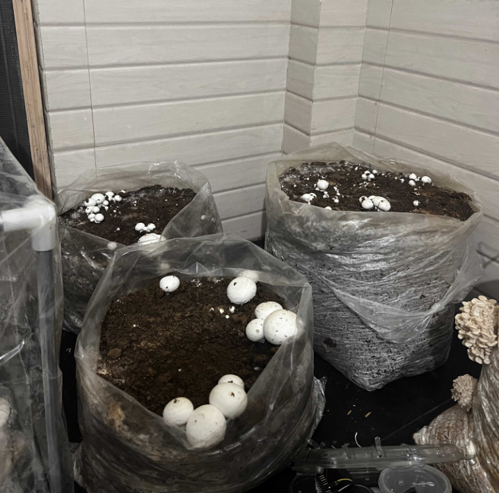 Button mushroom cultivation test with pins visible — Poem Techno R&D grow room controlled by Contol-X