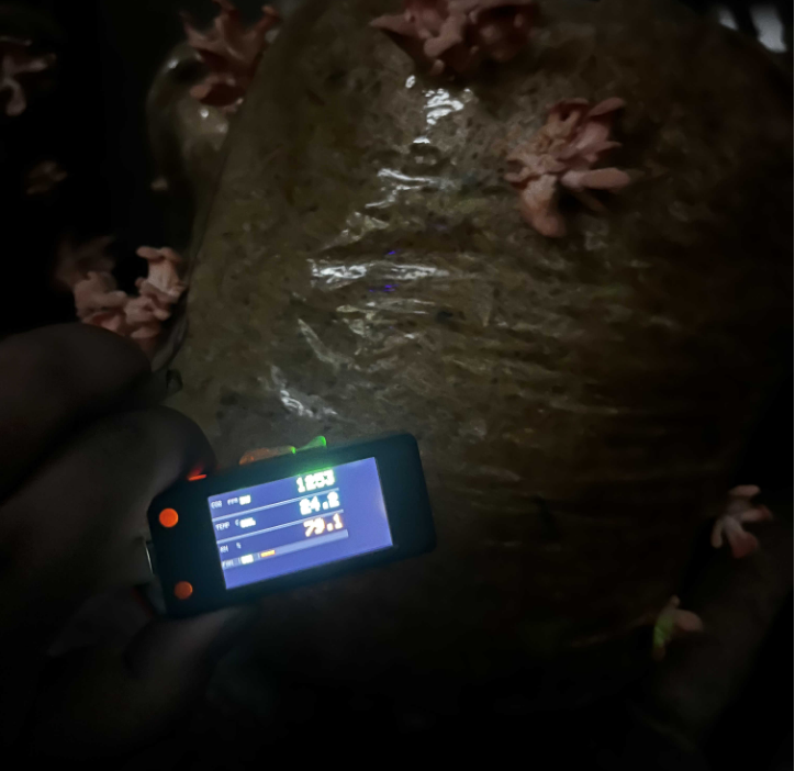 Contol-X early prototype sensor tested live on mushroom grow bag — 2025 R&D field testing by Poem Techno